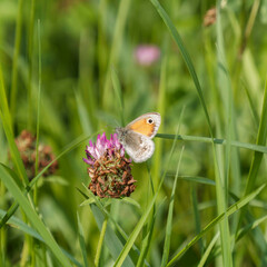 Coenonympha pamphilus | Small Heath. A delightful small butterfly pollinating on a clover flower (trifolium pratense) in a meadow in South Germany
