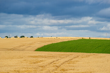 Fototapeta premium A golden wheat field stretches beneath a cloudy sky, with hay bales, green crops, and distant figures adding life to the rural scene.