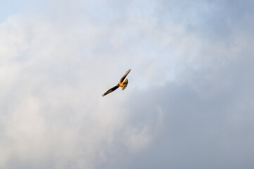 A montagu's harrier bird  glides through a cloudy sky with wings wide and tail feathers flared.