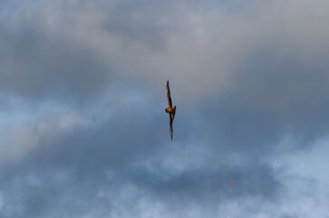 A montagu's harrier bird  glides through a cloudy sky with wings wide and tail feathers flared.