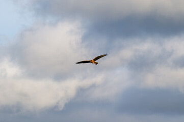 A montagu's harrier bird  glides through a cloudy sky with wings wide and tail feathers flared.