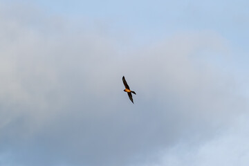 A montagu's harrier soars gracefully through a blue sky streaked with soft clouds.