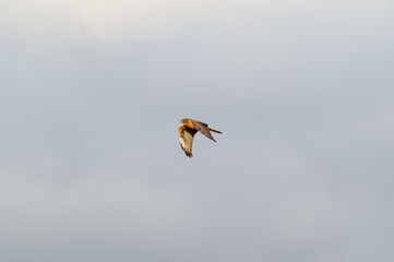 A montagu's harrier soars gracefully through a blue sky streaked with soft clouds.