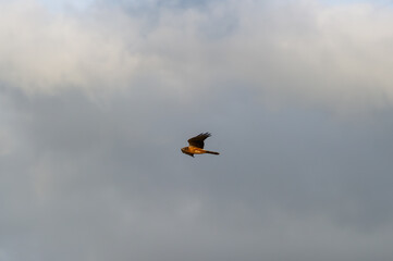 A montagu's harrier soars gracefully through a blue sky streaked with soft clouds.