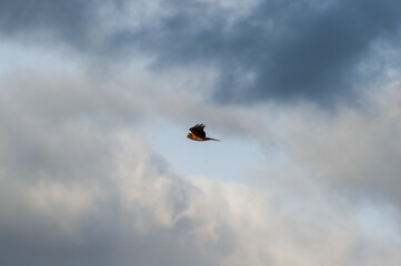 A montagu's harrier soars gracefully through a blue sky streaked with soft clouds.