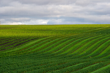 Neatly aligned rows of green crops stretch across a sloping field under an overcast sky.