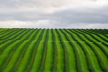 Neatly aligned rows of currant bushes stretch toward the horizon, showcasing vibrant growth and agricultural precision