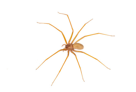 Violin spider (Loxosceles rufescens) &mdash; also known as Mediterranean recluse or fiddle-back spider &mdash; inside a house in Sagunto, Spain