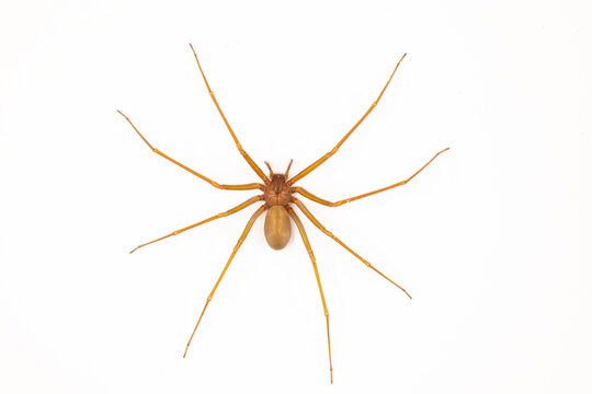 Violin spider (Loxosceles rufescens) &mdash; also known as Mediterranean recluse or fiddle-back spider &mdash; inside a house in Sagunto, Spain