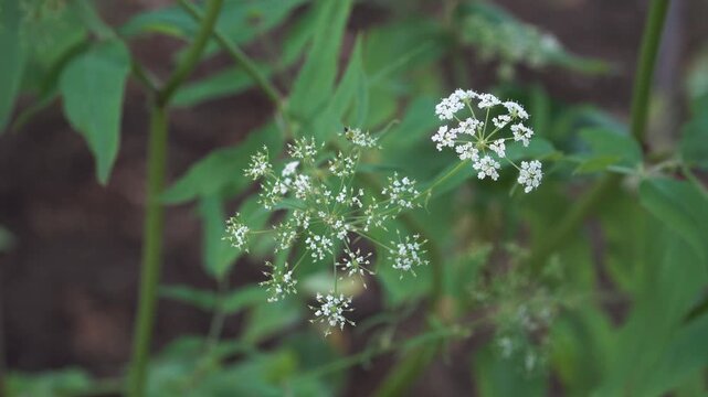 A close-up view of flowering Skirret, a perennial root vegetable. The Sium sisarum plant features delicate compound umbels of tiny white flowers in summer.