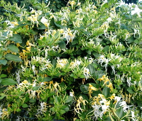 Dense flowering honeysuckle shrub covered with white and yellow blossoms among rich green leaves....