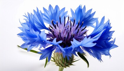 Obraz premium a detailed shot of a vibrant blue cornflower with its spiky frilled petals and bold color isolated white background
