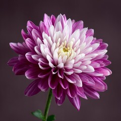 Beautiful purple and white dahlia flower, macro photography, blurred background, beautiful color combination, high resolution, super detailed, sharp focus, studio photo, soft light, pastel colors, 