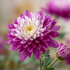 Beautiful purple and white dahlia flower, macro photography, blurred background, beautiful color combination, high resolution, super detailed, sharp focus, studio photo, soft light, pastel colors, 