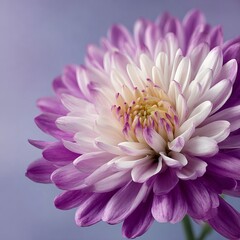 Beautiful purple and white dahlia flower, macro photography, blurred background, beautiful color combination, high resolution, super detailed, sharp focus, studio photo, soft light, pastel colors, 