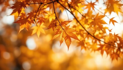 Obraz premium Warm autumn sunlight filters through golden leaves on a tree branch, creating a serene and peaceful botanical scene