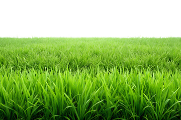 Fototapeta premium Expansive view of bright green grass isolated on a transparent background, evoking a sense of nature
