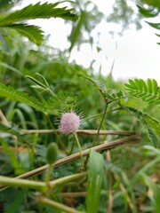 A cute flower in a nature vibe close up photography