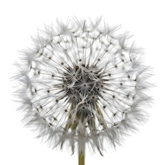 Professional 4K studio photo of a single delicate dandelion seed head with a perfectly spherical and feathery structure isolated on transparent background