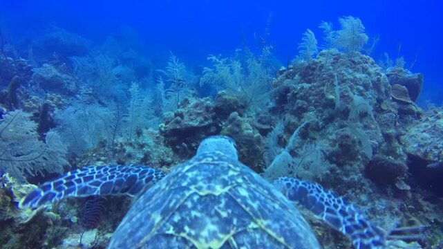 naufragio em alto mar