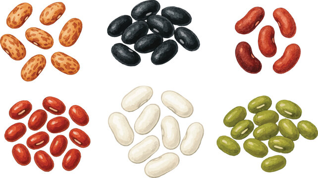 Collection of watercolor vector illustartions of various types of beans such as mungo, black beluga, white, pinto, kidney, adzuki, green beans
