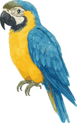 Vector adorable watercolor illustration of a blue and yellow macaw