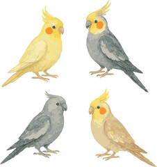 Collection of Vector adorable watercolor illustrations of cockatiel corella bird varietes