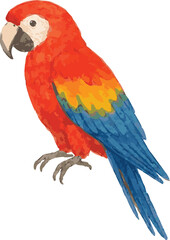 Vector adorable watercolor illustration of a scarlet macaw ara parrot