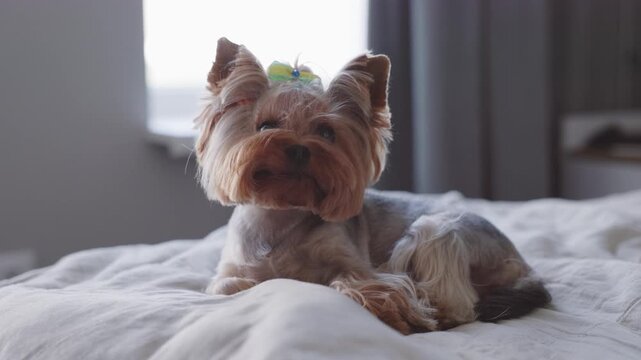 A beautiful and sweet dog is relaxing at home