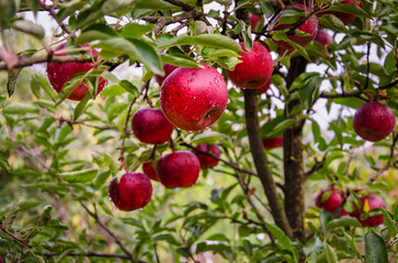 Red apples on a tree after rain, growing in the garden.