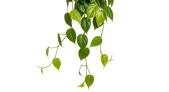 Philodendron h&auml;ngend, transparenter Hintergrund, png