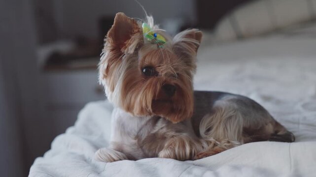 A beautiful and sweet dog is relaxing at home