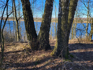 Part of a tree trunk with mossy bark on the riverbank on a clear, sunny spring day.