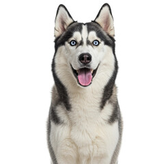 Fototapeta premium A gorgeous Siberian Husky with bright blue eyes and a happy expression.