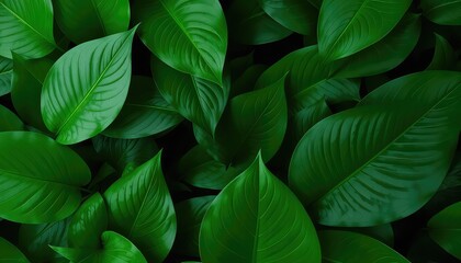Fototapeta premium Lush, Deep Green Foliage Creates a Dense and Vibrant Natural Background, Perfect for Environmental or Organic Themes