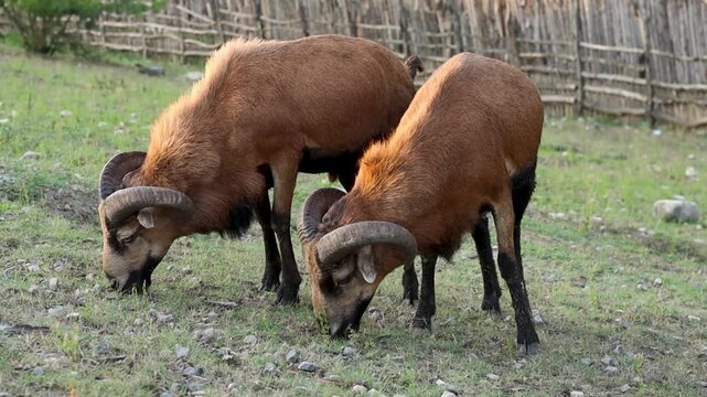 Two large brown rams with prominent curved horns feed together on short grass. Their heads are lowered in unison, and the enclosure is bounded by a rustic wooden fence made of uneven branches