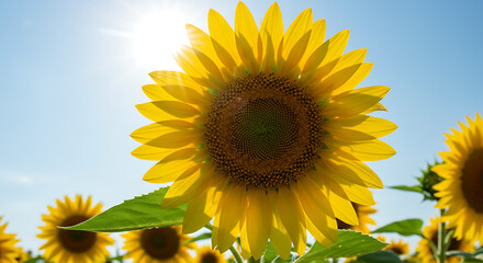 Obraz premium Vibrant Sunflower Field Bathed in Sunlight A Cheerful Summer Scene