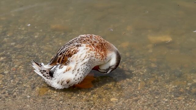 A duck standing in shallow water, bending its neck to preen its feathers. The bird&rsquo;s brown and white plumage contrasts against the muddy river bottom, showing a natural moment of self-care