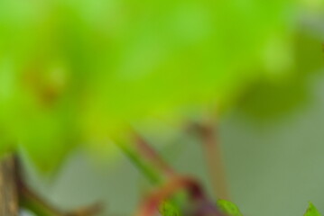 grün verschwommenes Blatt einer Pflanze als Hintergrund