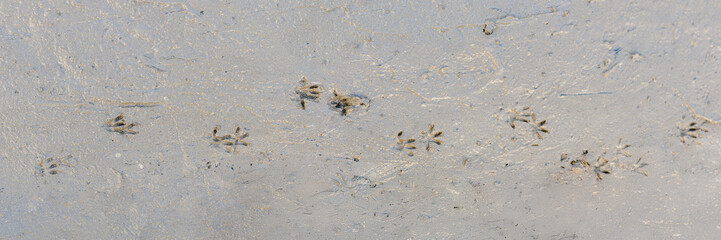 European water vole fingerprint track in the mud of a fingerprint trap. Anterior 2 cm long and 2.5 cm in wide. Posterior 3 cm long and 2.5 cm wide. Stride interval varies between 14 and 16.5 cm long.