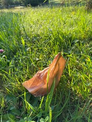 A Discarded Paper Bag Found on the Grassland Area Contributes to Environmental Pollution