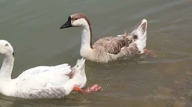 ducks swim in a close group on green lake water, one with brown speckled feathers and two with bright white plumage. Their movements create small ripples, and sunlight reflects off the calm