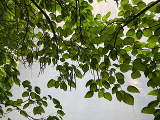 Obraz premium Green Leaves on White Wall