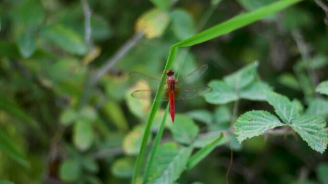 A bright red dragonfly perches on a long green grass blade, its delicate wings spread open. The background is softly blurred, highlighting the insect&rsquo;s vivid color and intricate wing structure
