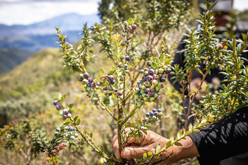 Pichincha Province, Quito, Ecuador - July 5, 2025: Plant and fruit of the Ecuadorian mortiño,...