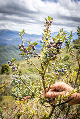 Pichincha Province, Quito, Ecuador - July 5, 2025: Plant and fruit of the Ecuadorian mortiño,...