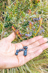 Pichincha Province, Quito, Ecuador - July 5, 2025: Fruit of Ecuadorian mortiño, mountain grape or...