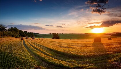 Fototapeta premium sunset in rural field