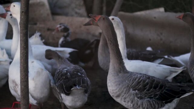 A group of domestic geese with gray and white plumage stand closely together inside a shaded enclosure. The birds&rsquo; orange beaks contrast with their feathers, and dim light creates a calm