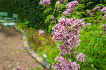 Obraz premium lilac flowers in the garden with insects
